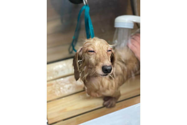 GROOMINGSALON SHAMPOOCH 盛岡店_1