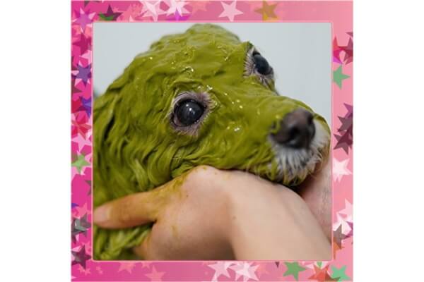 GROOMINGSALON SHAMPOOCH 盛岡店_3