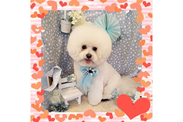 GROOMINGSALON SHAMPOOCH 盛岡店_4