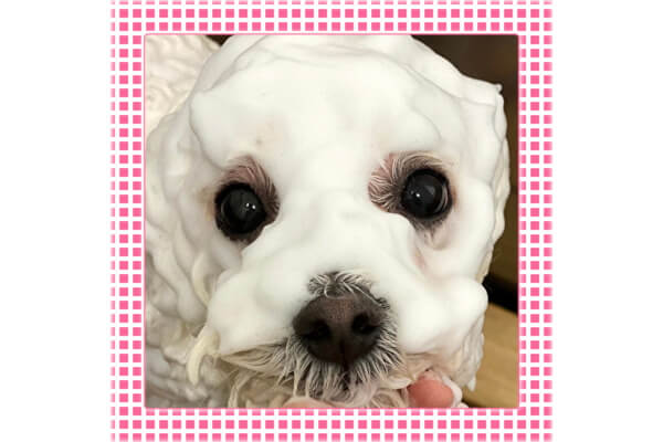 GROOMINGSALON SHAMPOOCH 盛岡店_2