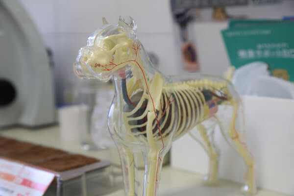 山口動物病院_38