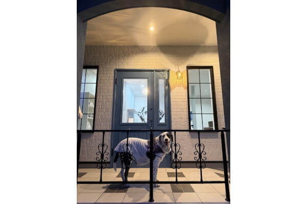 Dog care house 1. _1