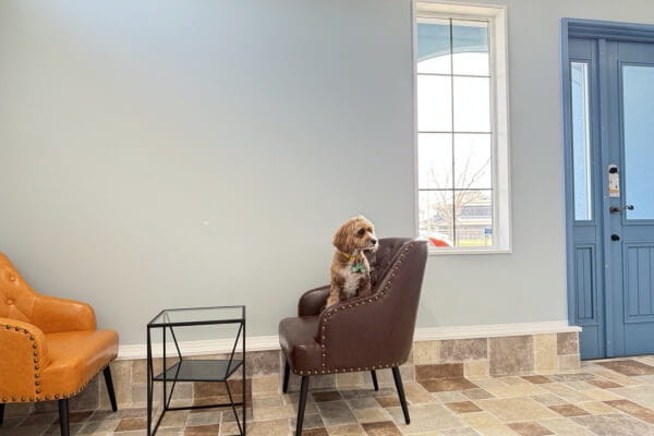 Dog care house 1. _2