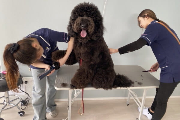Dog care house 1. _4