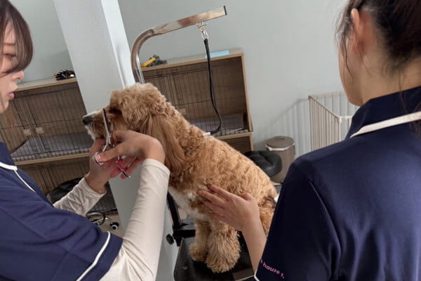 Dog care house 1. _3