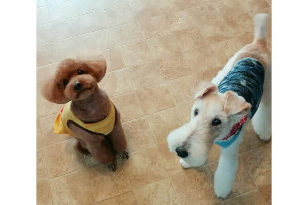 DOG SALON CHOCO_2