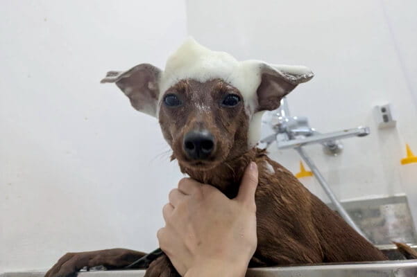 DOG SALON CHOCO_4