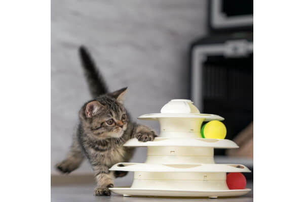 ANELLA CAFE （保護犬猫ふれあいカフェ）佐倉店_3