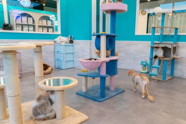 ANELLA CAFE （保護犬猫ふれあいカフェ）佐倉店