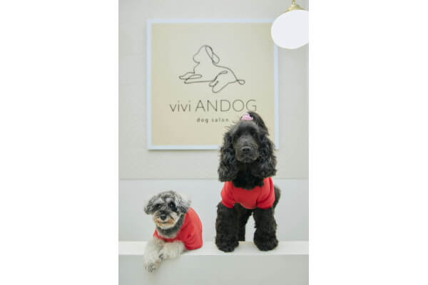 vivi ANDOG