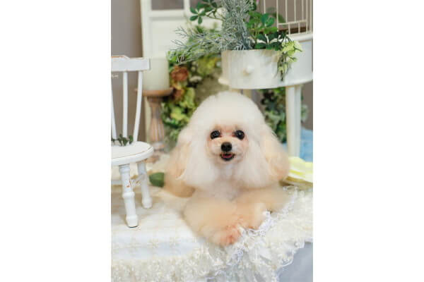 mon ange cherie for dog ggg店