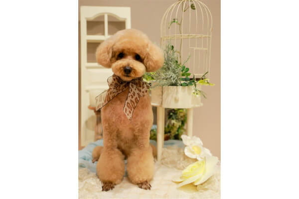 mon ange cherie for dog ggg店_1
