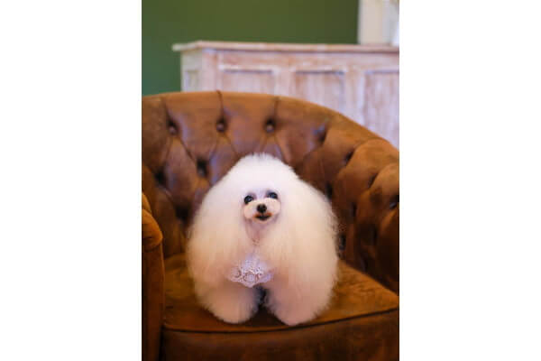 mon ange cherie for dog ggg店_2