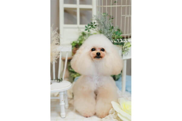 mon ange cherie for dog ggg店_3