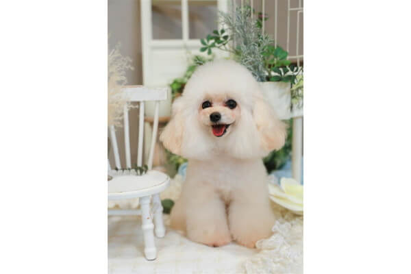 mon ange cherie for dog ggg店_4