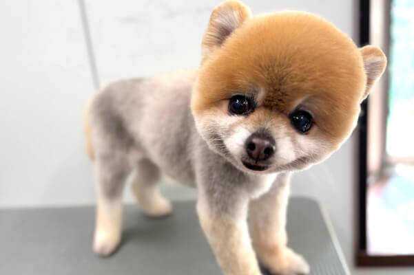 Dog Salon LINK_4