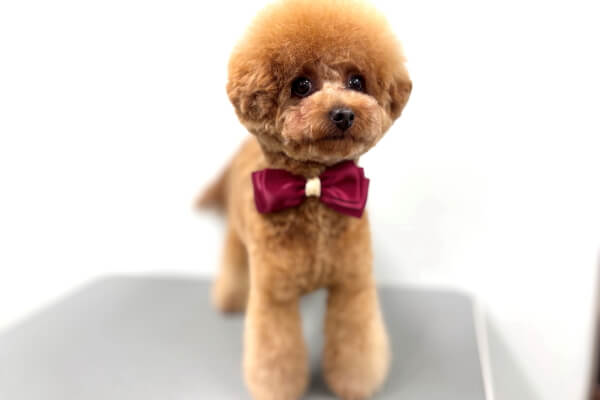 Dog Salon LINK_3
