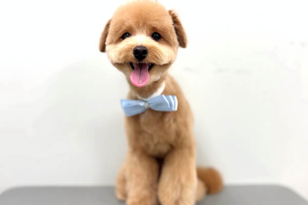 Dog Salon LINK_2