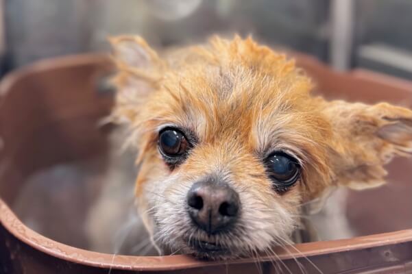 Dog Salon LINK_1