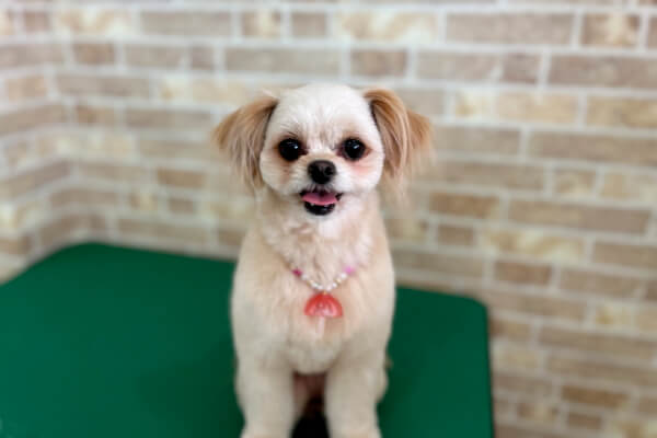 Dog Salon ぽ･む_4