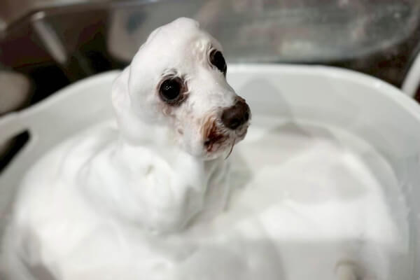Dog Salon ぽ･む