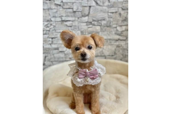 DogSalon Rapel
