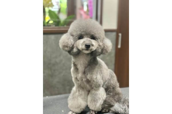 DogSalon Rapel_1