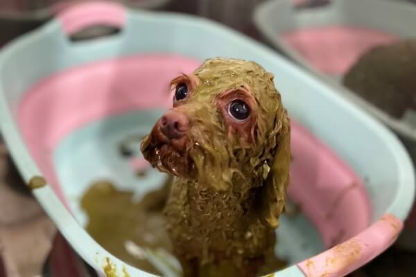 DogSalon Rapel_4