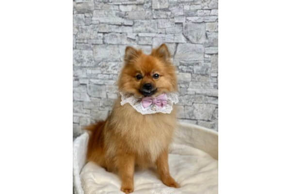 DogSalon Rapel_2