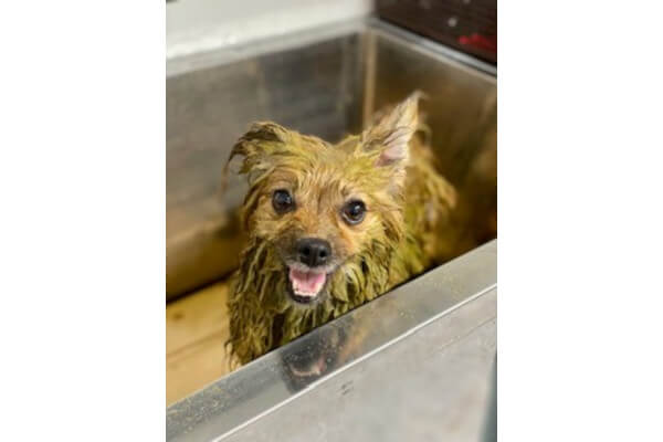 DogSalon Rapel_3
