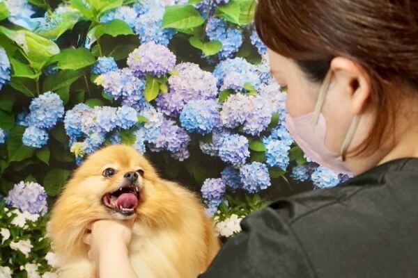 Dog salon holly hock_2