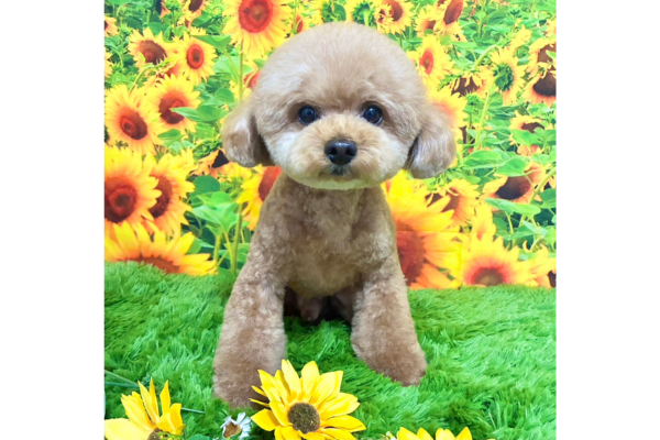 Dog salon holly hock_1