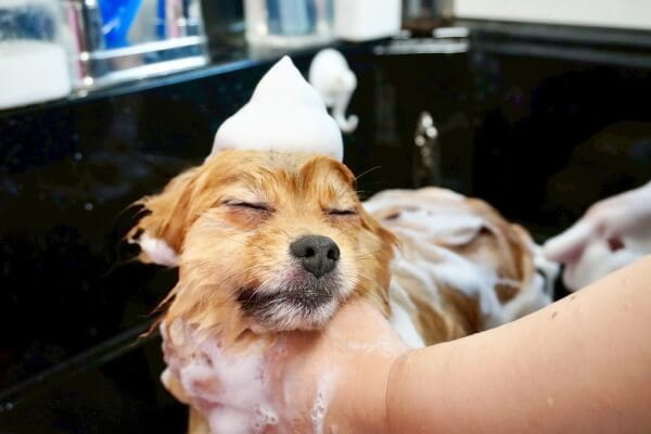Dog salon holly hock_4