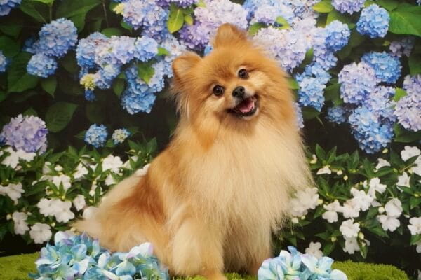 Dog salon holly hock_3