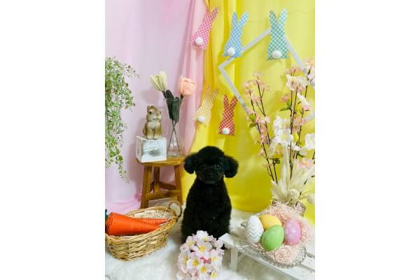 Dog salon NICO_4