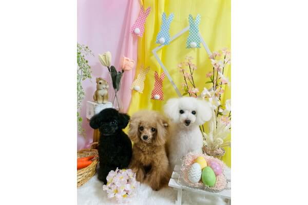 Dog salon NICO_3