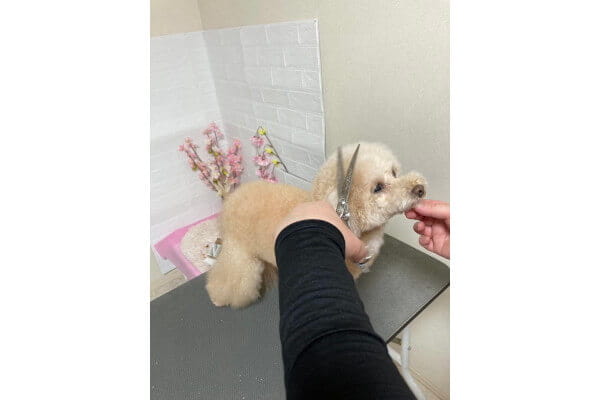Dog salon NICO_2