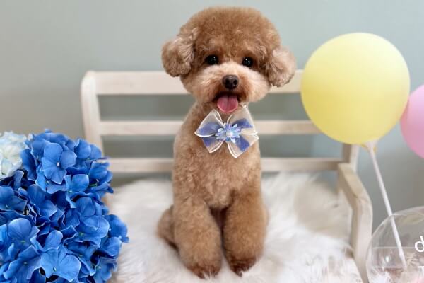 dog salon KIKKA 茨木店_3