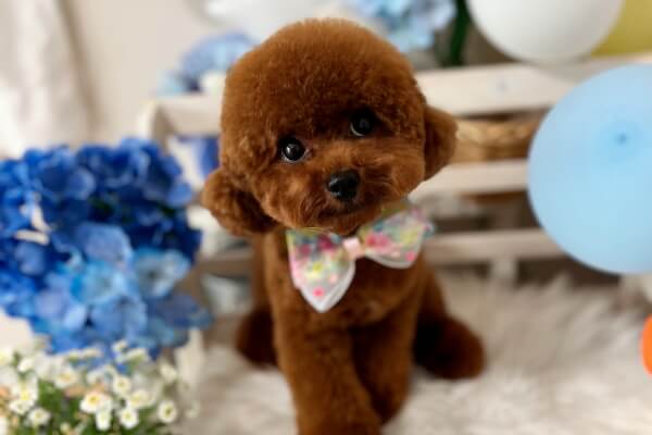 dog salon KIKKA 茨木店_4