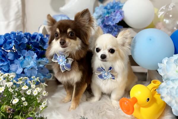 dog salon KIKKA 茨木店_2