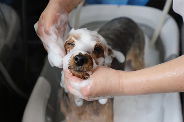 Harry's DOG SALON