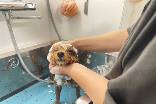 DEAR DOG_1