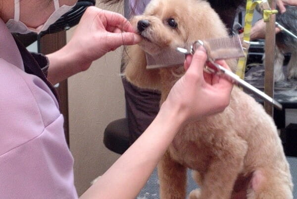 犬のとこや のと_3