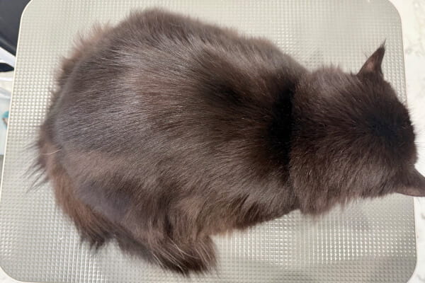キャットサロン マニャーナ_4