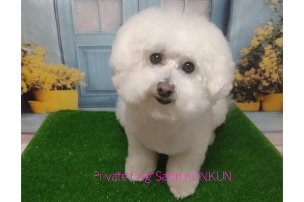 Private Dog Salon KUN.KUN_3