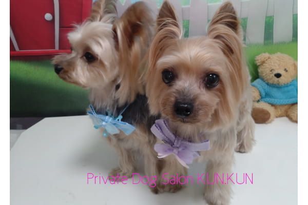 Private Dog Salon KUN.KUN_1