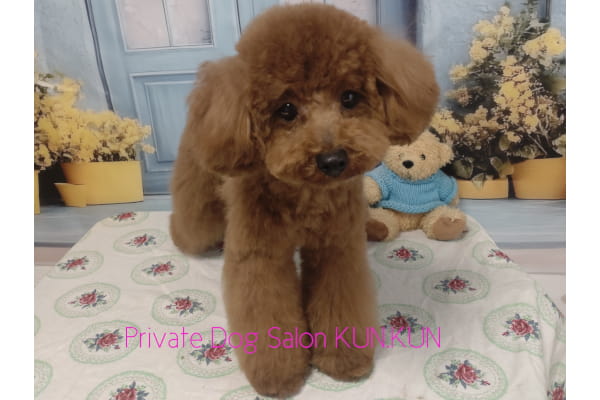 Private Dog Salon KUN.KUN