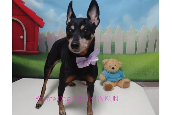 Private Dog Salon KUN.KUN_2