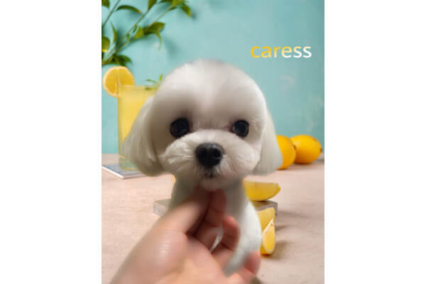 出張トリミング＆リラクゼーション カレスcaress