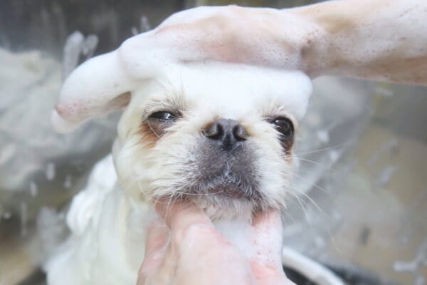 dogsalon Love it